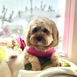 Meet your Posher, Dee